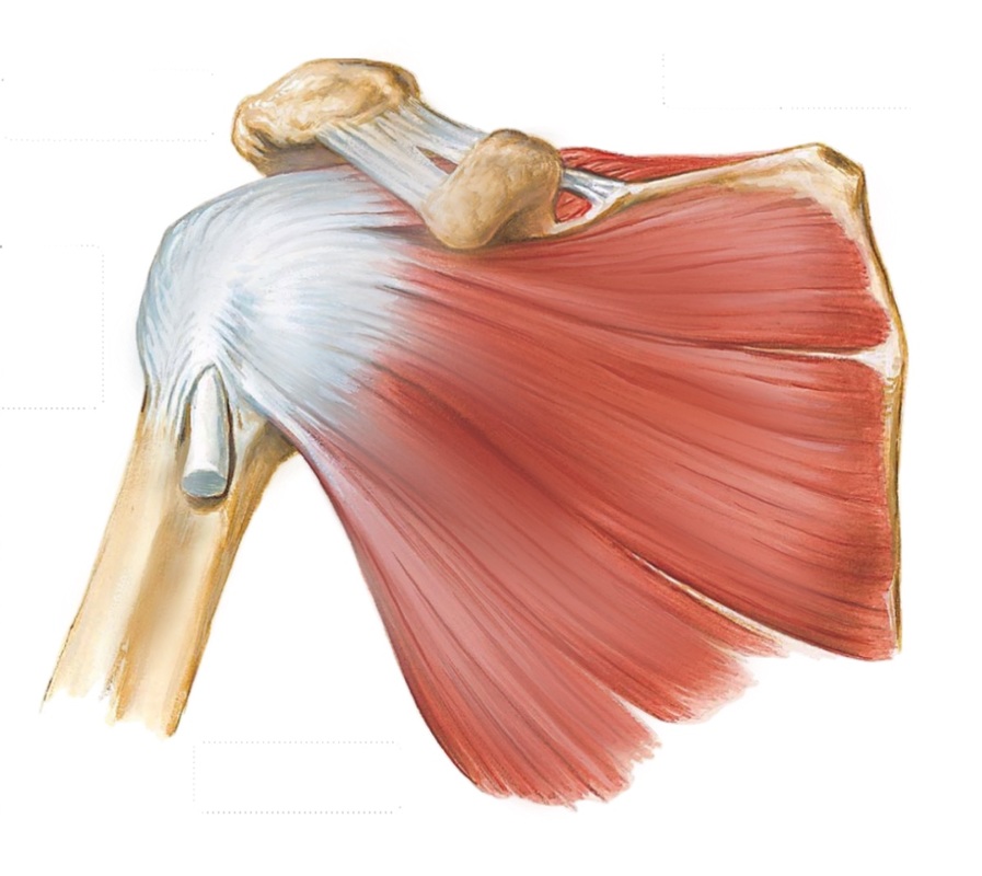The shoulder and related conditions - ORTHOPAEDIC SURGERY ...